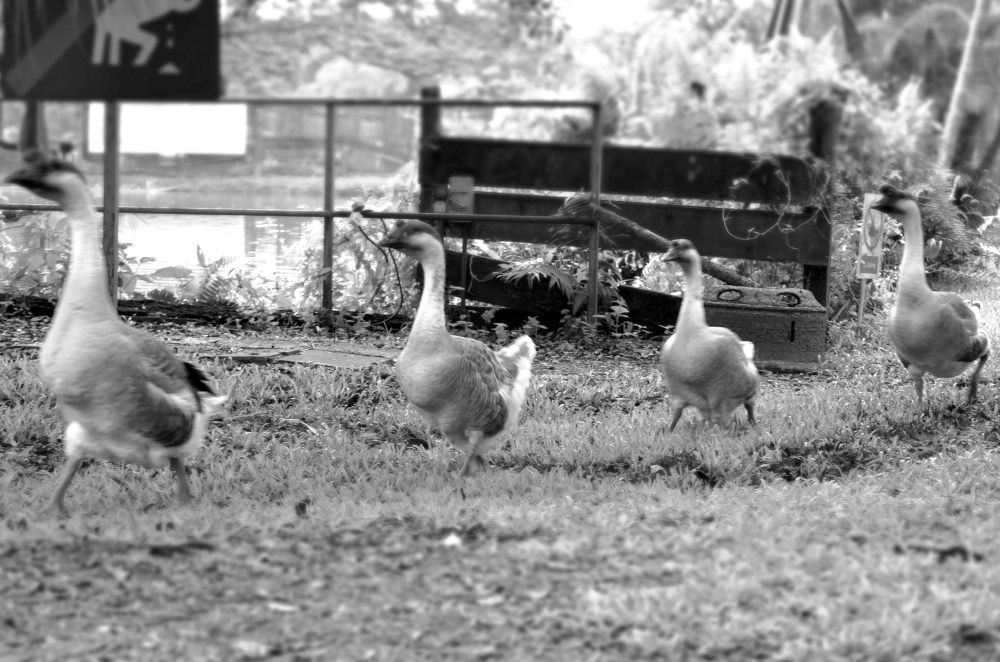 Geese parade