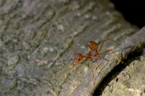 Ant at jacob Ballas Garden