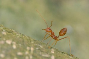 Ant at jacob Ballas Garden